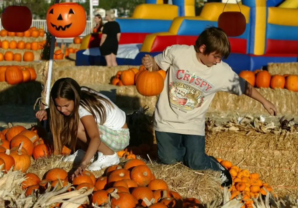 10 Places to Go Pumpkin Picking in Connecticut, New York