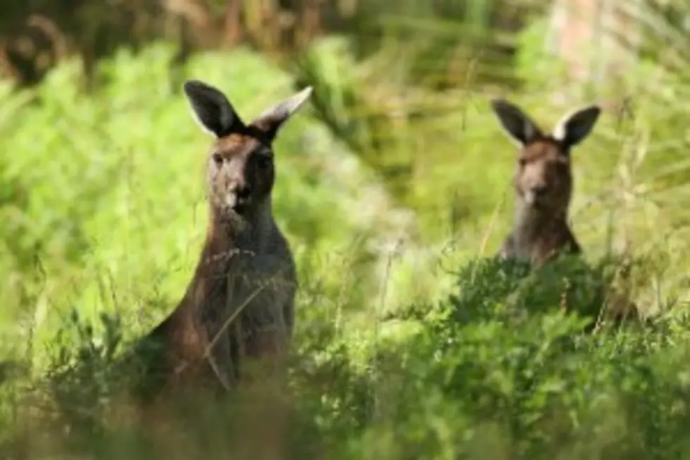 Just a Good Old Classic Kangaroo Fight to Get You Through a Rainy Wednesday [VIDEO]