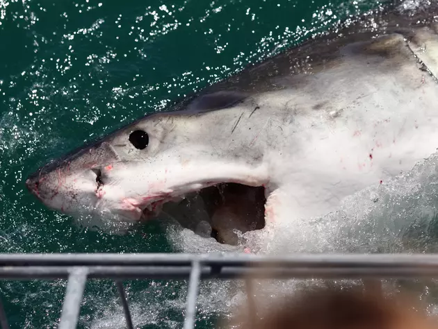 Southington Couple Has &#8216;Close Encounters of a Shark Kind&#8217; [VIDEO]