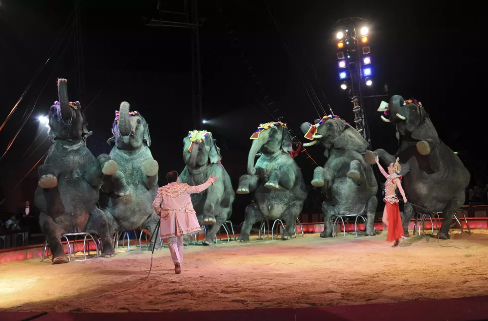 Circus Elephants Get Their Pink Slips [PHOTOS]