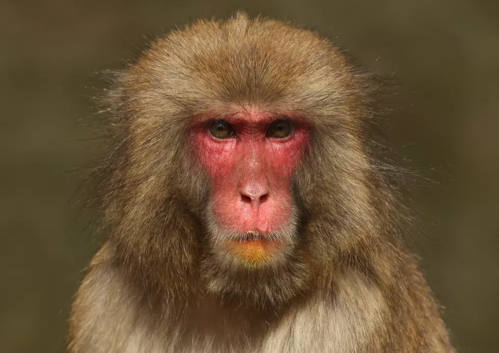 Monkey Fights to Win Selfie [VIDEO]