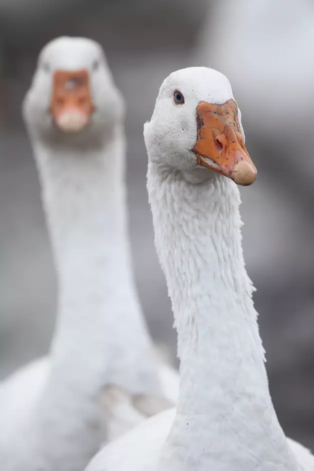 Dead Geese in Danbury: Father, Son Due in Court