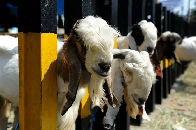 Harlem, NY: Goat Heads Nailed to Trees
