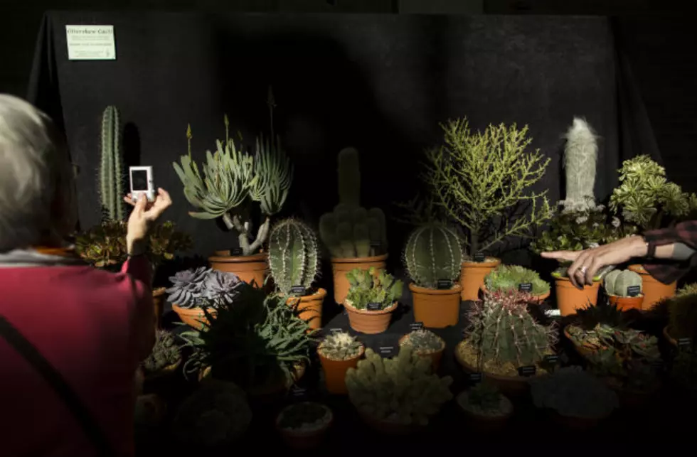 Cactus and Succulent Show at NVCC in Waterbury