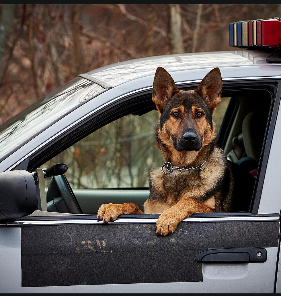 Connecticut’s Newest Canine Graduates of the 181st Narcotic Detection Team