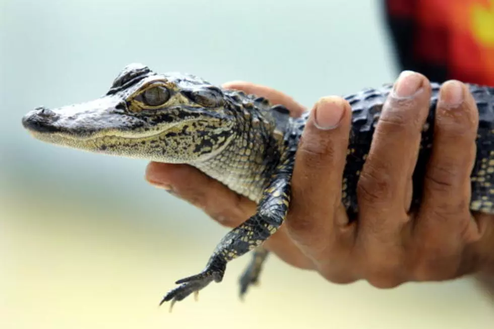 Police: Pot Growing Operation, Alligator Found in Connecticut Home