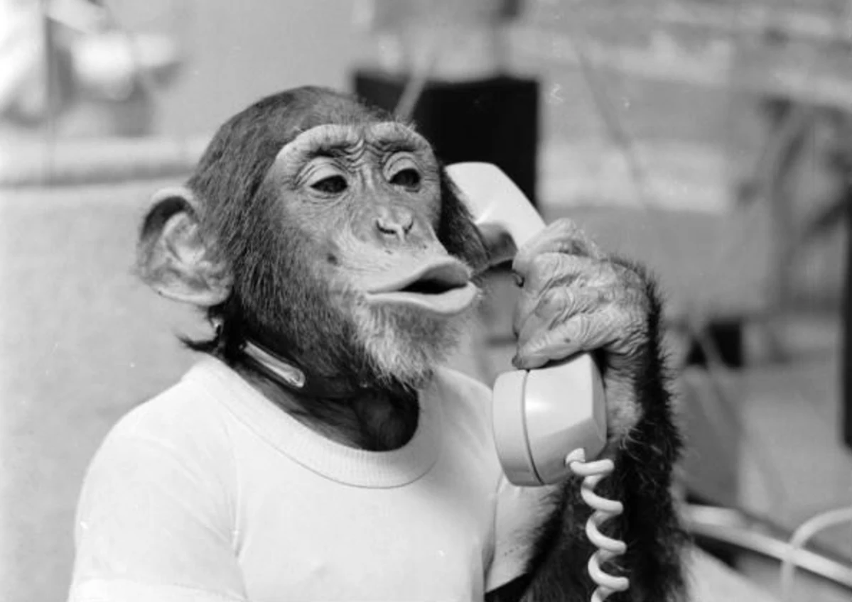 Monkey On Flight To Las Vegas Raises Eyebrows