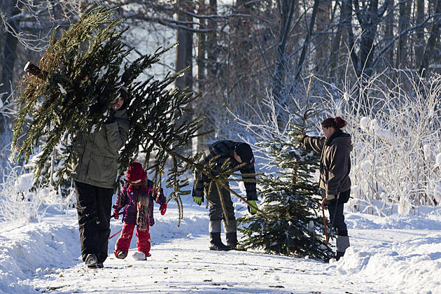9 Places Around Danbury to Kick It Old School and Cut Down Your Own Christmas Tree