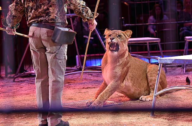 The Circus is Awesome Until the Lions Start Eating the Trainers