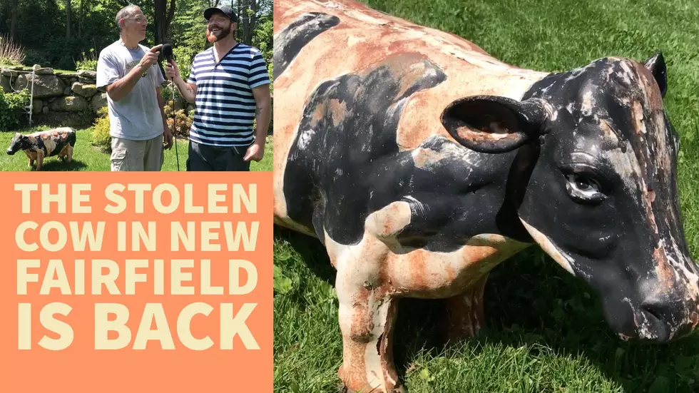 UPDATE: Beloved Stolen Cow in New Fairfield Has Been Returned