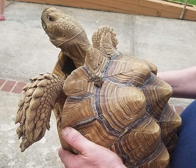 Have You Seen Toby the Tortoise in Middlebury and/or Waterbury?