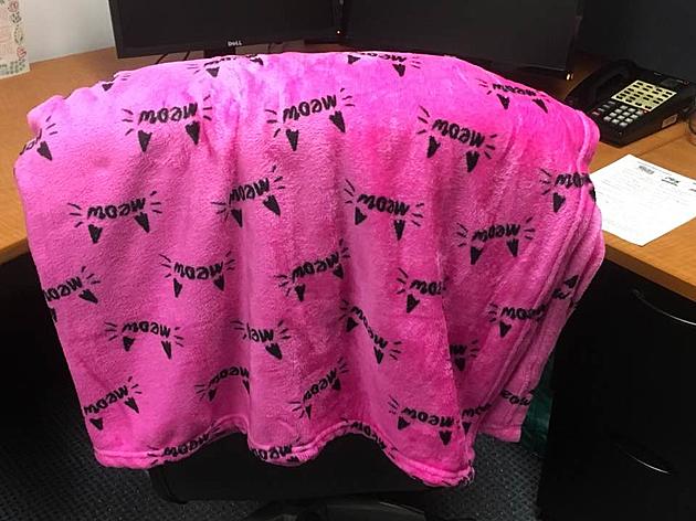 A Pink, Cat Themed Blanket Showed Up in the Office — Yeah, I&#8217;m Not Happy