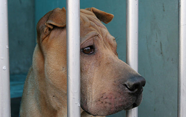 Dogs Arrive in Danbury From Hurricane Ravaged Puerto Rico