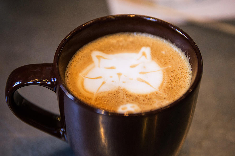 Welcome to ‘Mew Haven’ — Connecticut’s Very First Cat Cafe
