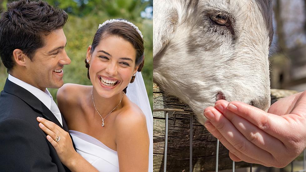 Lions and Tigers and — Brides? Connecticut Zoo Becomes Popular Wedding Venue