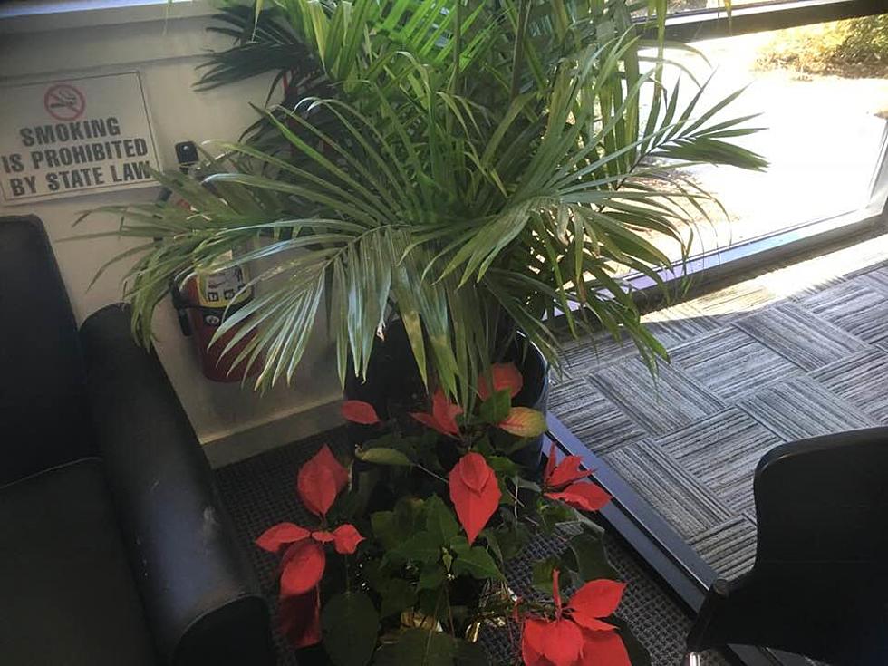 Lou: ‘Why Is Our Lobby Suddenly Overflowing With Plant Life?’