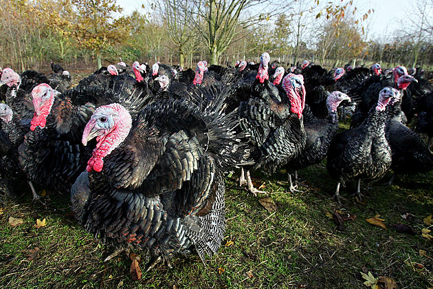 Connecticut Officials Ask Residents to Count Wild Turkeys — HUH?