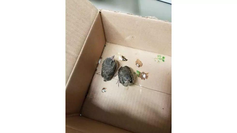 &#8216;Stolen&#8217; Baby Sparrows Left at Local Nature Center, Staff Asks Why