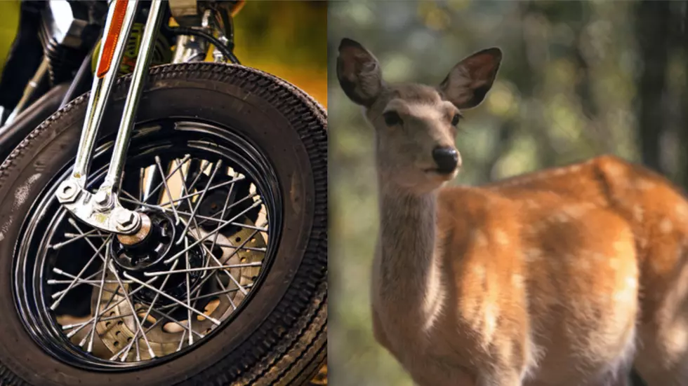 Danbury Motorcycle Crash Injures Man and Kills Deer