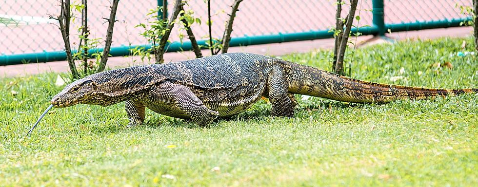 Police: 2 Arrested After Large Lizard, Dogs Found in Deplorable Conditions