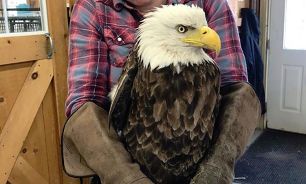 Dover&#8217;s Injured Bald Eagle Is Recovering Nicely in Carmel