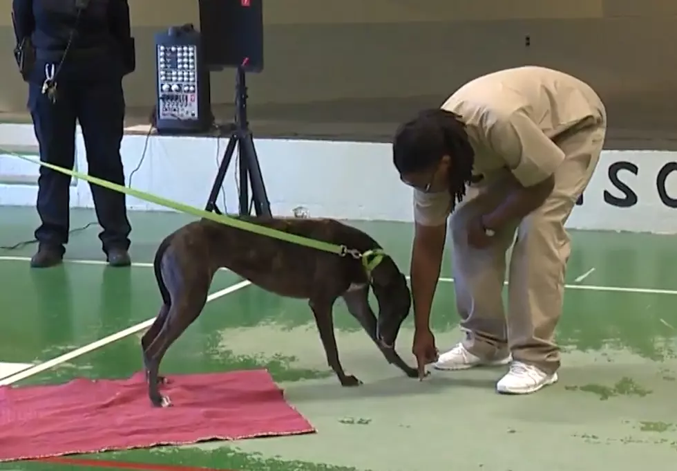 Connecticut Inmates Earn Sense of Purpose in Training Greyhounds