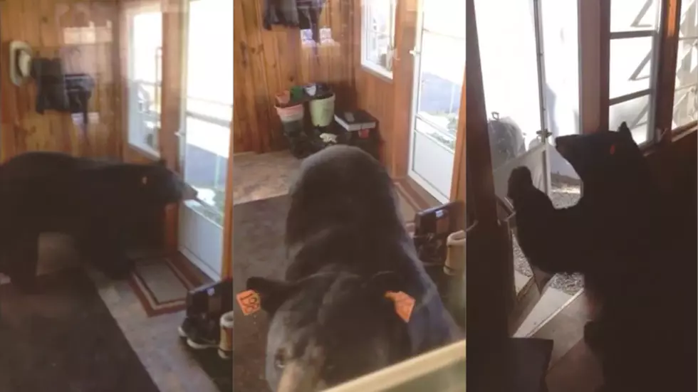 Bear Breaks Into Connnecticut Home [WATCH]