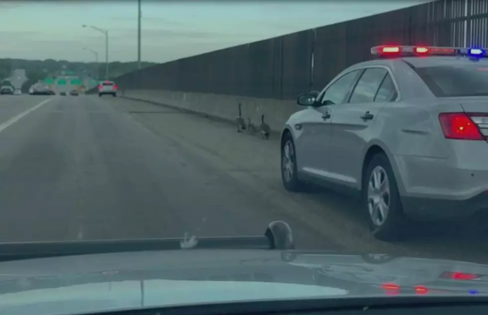 Connecticut State Police Warn Citizens of Cuteness Overload