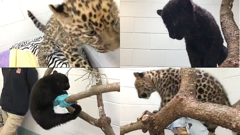 Connecticut&#8217;s Beardsley Zoo Introduces Two Rare (And Adorable) Leopard Cubs