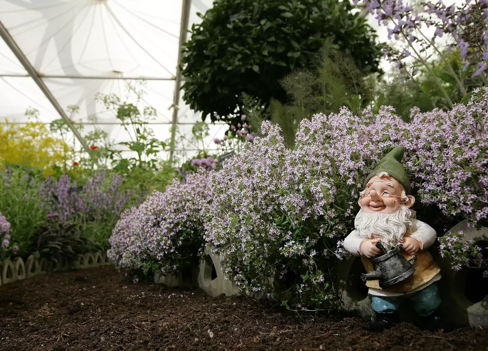 Ridgefield Residents Mystified by New Decorative Garden Gnomes