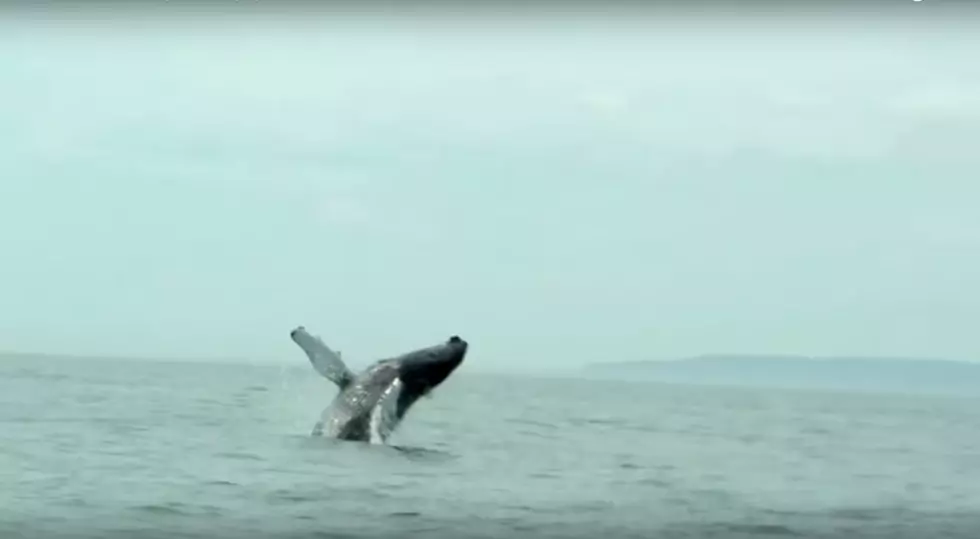 Humpback Whale Pays Rare Visit to Fishermen in NYC Harbor