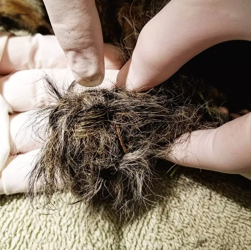 Animal Hospital in Connecticut Rescue Baby Squirrels With Tails Tied Together