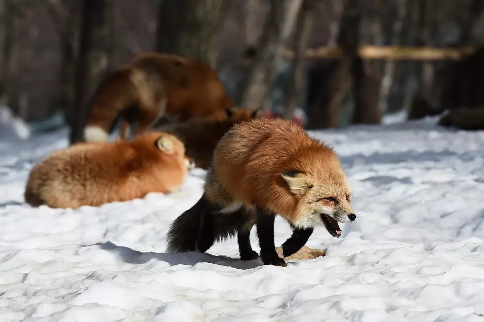 Fox Attacks Have Residents on Edge in This Connecticut Town