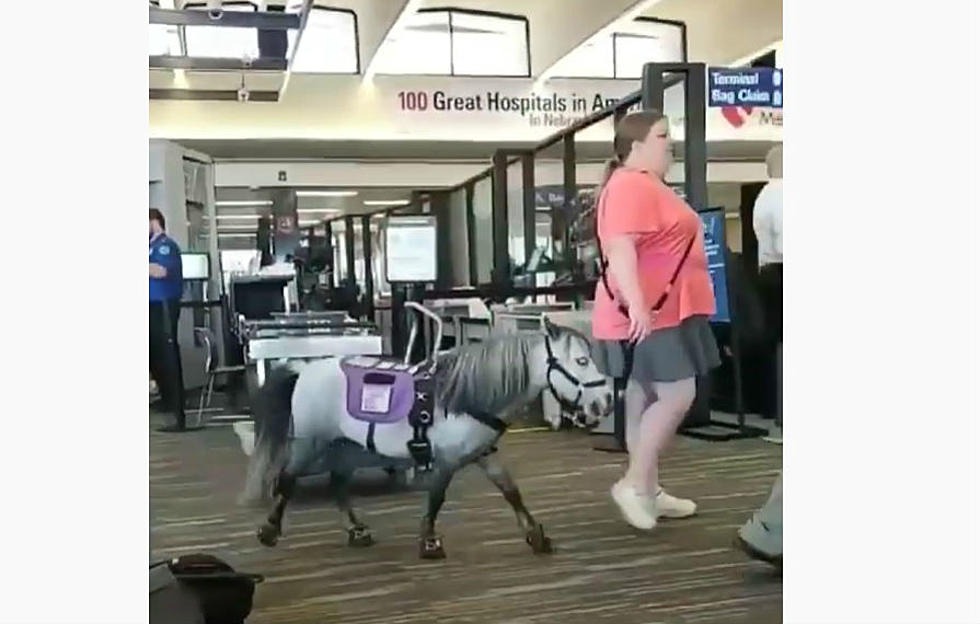 Nothing to See Here, Just a Horse in An Airport