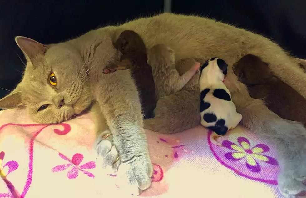 Newly Born Chihuahua Puppy Adopted by Brookfield Cat