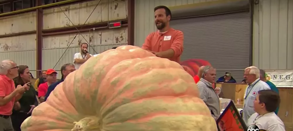 Massive Connecticut Pumpkin Breaks the Scales at Over a Ton