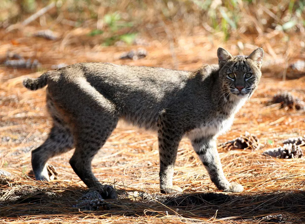 Greater Danbury Bobcat Sightings, Have You Seen One?