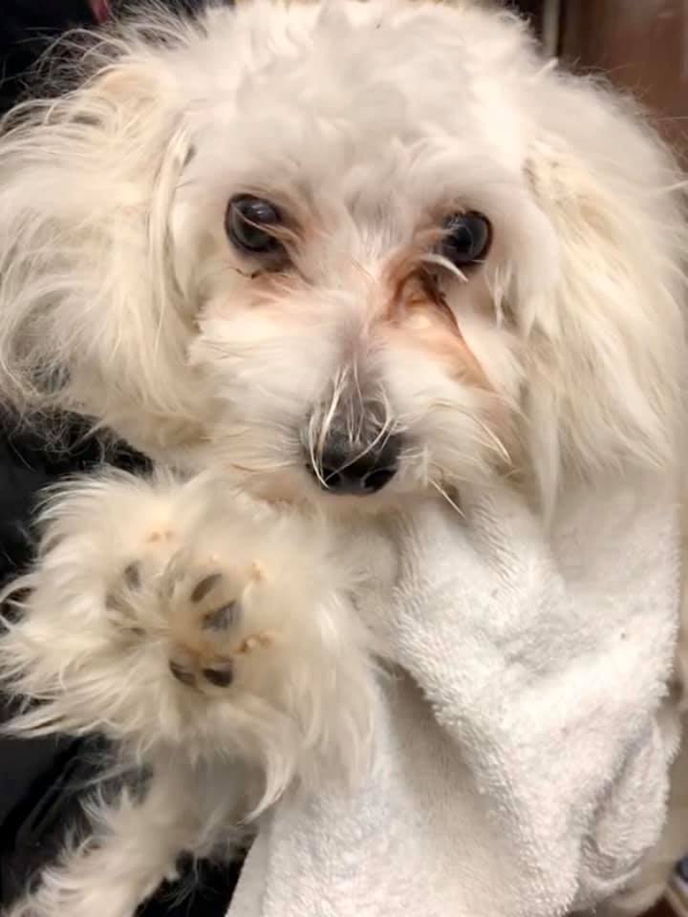 Lost Dog in Sweater Found on I-84 in Danbury