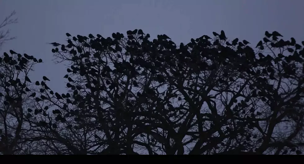 Thousands of Crows Descend on Connecticut During Winter Roost