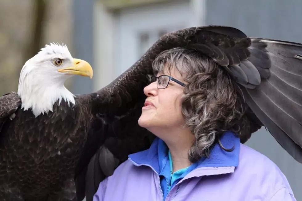 UPDATE: Missing Bald Eagle Returned to Connecticut Rehab Center