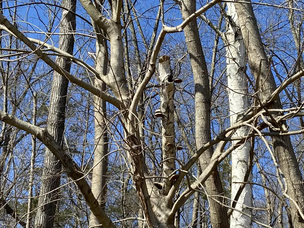 Eversource Says Dead and Dying Trees Have Reached &#8216;Crisis&#8217; Level in CT