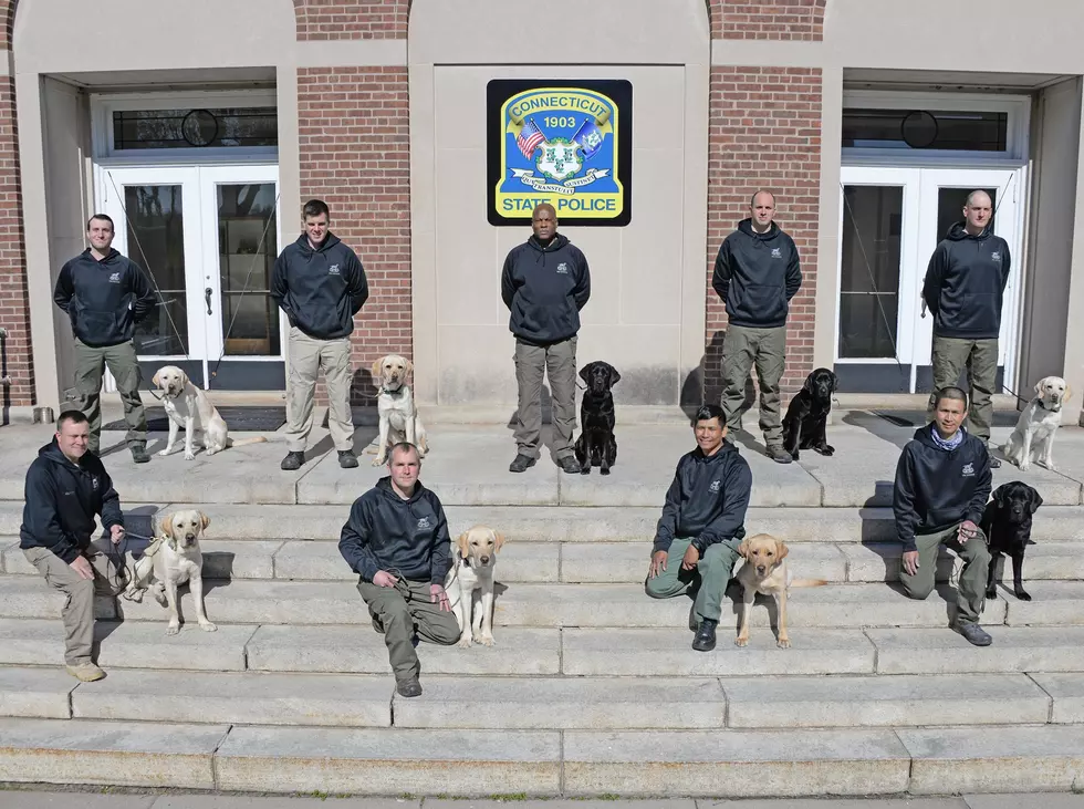 9 Labrador Retrievers Make Up the Connecticut State Police 210th Explosive Detection Class
