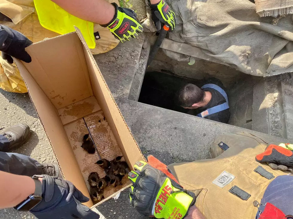 Brookfield Fire, Police Save Baby Ducklings