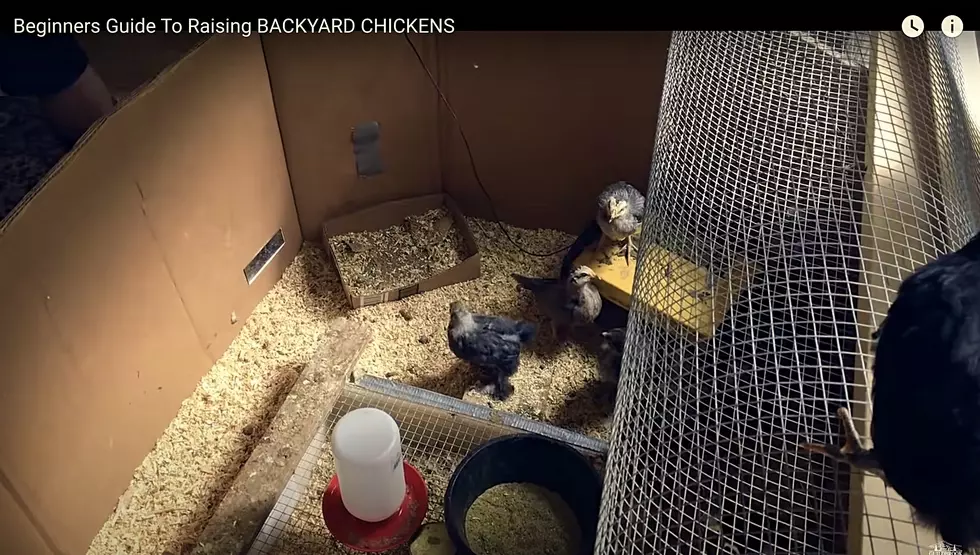 These are 3 week-year-old chickens getting ready to make the transition from indoors to their new home in their outdoor chicken coop. - Credit YouTube Video by Guildbrook Farm