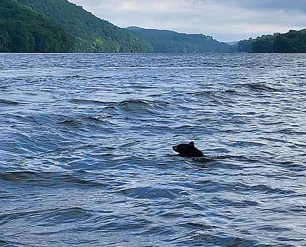 Black Bear Enjoys a Dip in Candlewood Lake
