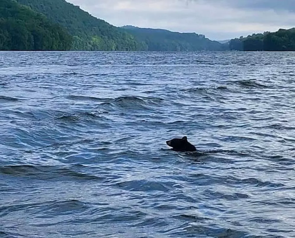 Black Bear Enjoys a Dip in Candlewood Lake