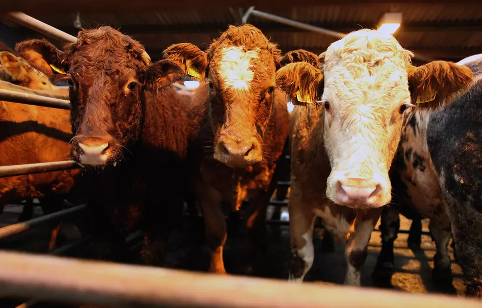 2,000 Pound ‘Highly Aggressive’ Beefalo Steer on the Lam in Connecticut