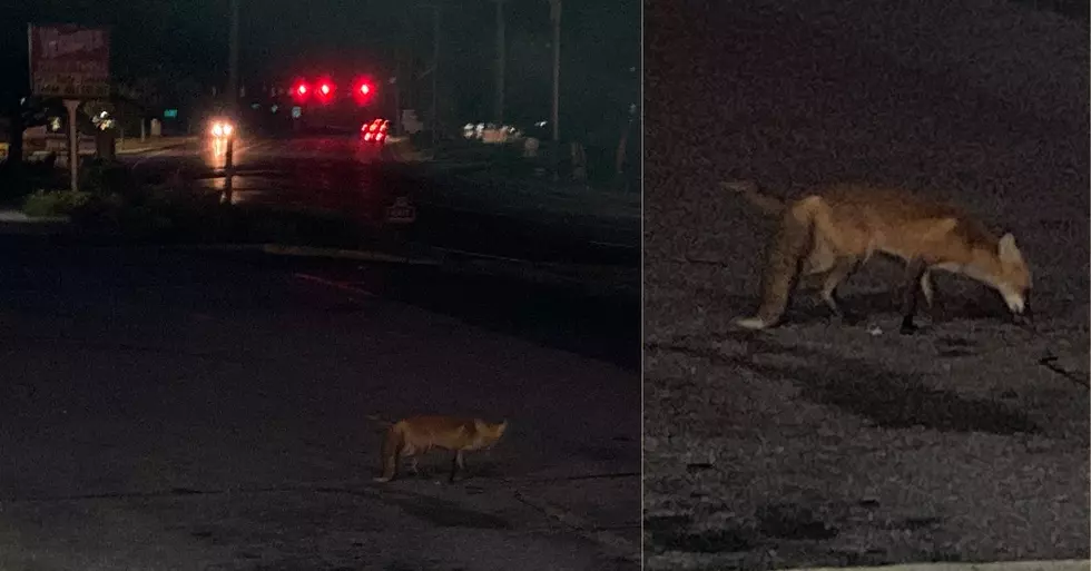 Fox Runs Amok on Federal Road in Brookfield This Morning