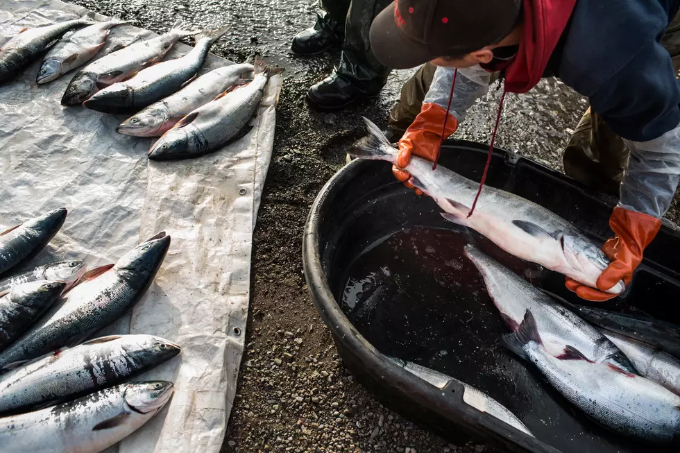 Salmon Could Host COVID-19 for Over a Week According to Science