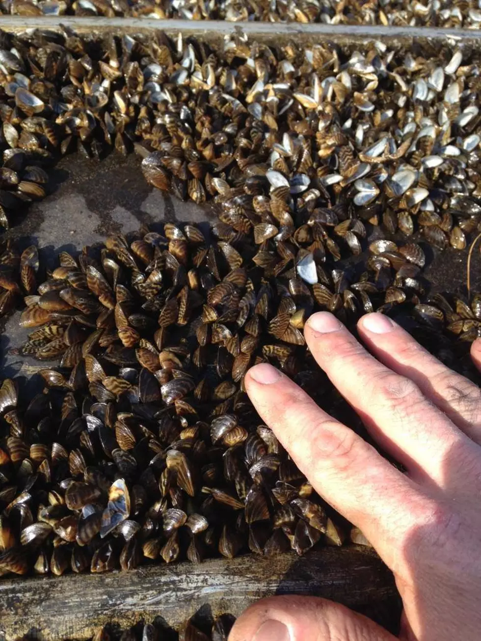 Highly Invasive Zebra Mussel Found in Candlewood Lake